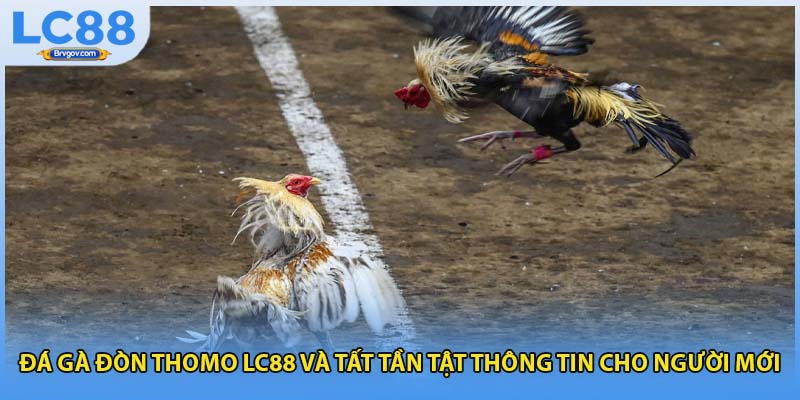 Đá Gà Đòn Thomo LC88 Và Tất Tần Tật Thông Tin Cho Người Mới