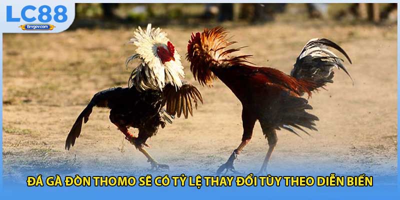 Đá gà đòn Thomo sẽ có tỷ lệ thay đổi tùy theo diễn biến